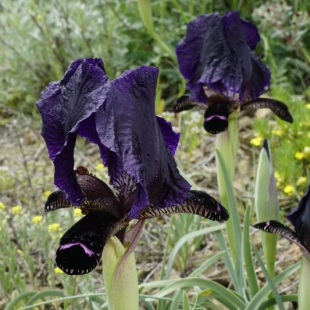 Iris paradoxa